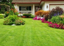 Manicured Yard